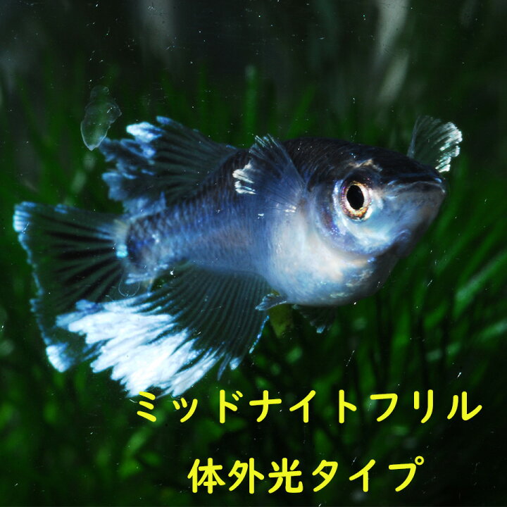 楽天市場】メダカ めだか ミッドナイトフリル 体外光 稚魚 10匹 観賞 