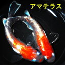 メダカ めだか アマテラス　天照　観賞魚 改良メダカ 淡水魚 品種改良メダカ アクアリウム medaka 生体 綺麗 きれい …