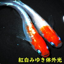楽天市場】紅白 メダカ（種（観賞魚）メダカ）の通販