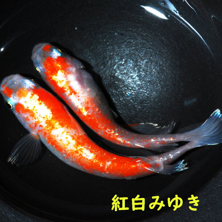 楽天市場】メダカ めだか 紅白みゆき 稚魚 10匹 観賞魚 改良メダカ 
