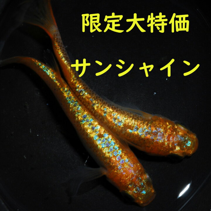 楽天市場】限定大特価 メダカ めだか サンシャイン 10匹 観賞魚 改良 