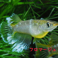 メダカ めだか フロマージュ　　観賞魚 改良メダカ 淡水魚 品種改良メダカ アクアリウム medaka 生体 綺…