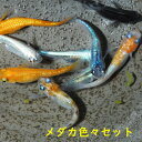 メダカ めだか ミックス　色々　ラメ等いろいろ　観賞魚 改良メダカ 淡水魚 品種改良メダカ アクアリウム medaka 生体…