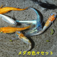 メダカ めだか ミックス　色々　ラメ等いろいろ　観賞魚 改良メダカ 淡水魚 品種改良メダカ アクアリウム…