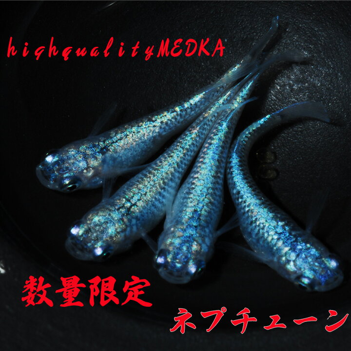 楽天市場】限定大特価 ネプチューン ブルータイプ成魚 : 紀州メダカ