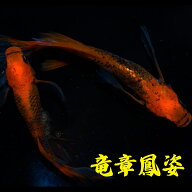 竜章鳳姿　メダカ　激レア