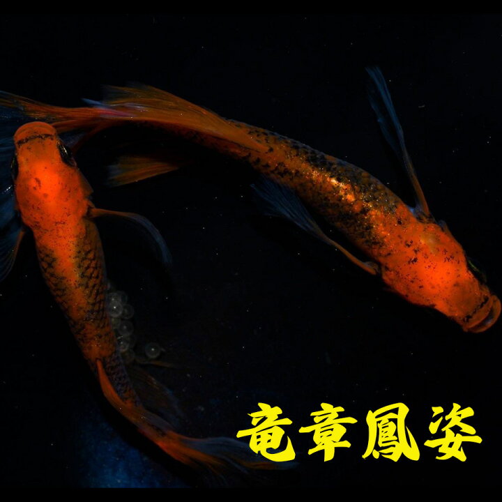 楽天市場】竜章鳳姿 メダカ 激レア : 紀州メダカ