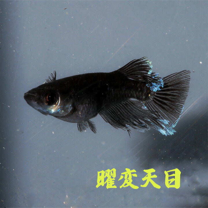 楽天市場】曜変天目 めだか : 紀州メダカ