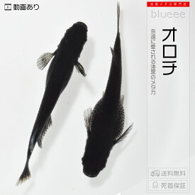 [+1]ペアおまけ中【送料無料】メダカ めだか ペアセット セット 販売 オロチ 成魚 ペア 改良 めだか ラメ 販売 水槽 かわいい 可愛い 種類 人気 ビオトープ 鉢 餌 生体 【死着保証】販売 品種 人気 室内 黒 めだか 黒色 ブラック メダカ屋 メダカ専門店