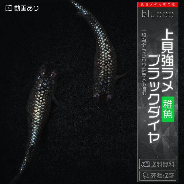 楽天市場】上見強ラメブラックダイヤ ラメ メダカ 稚魚 改良 めだか 