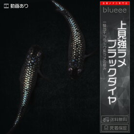 【送料無料】ブラックダイヤ ラメ オロチ メダカ専門店 黒メダカ 漆黒 メダカ飼育セット メダカ送料無料 黒 メダカオロチ ブラック 黒めだか オロチメダカ めだか販売 メダカ通販