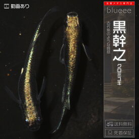 【送料無料】黒幹之（くろみゆき） 成魚 メダカ 改良 めだか しっかり黒い 成魚 販売 水槽 初心者 品種 種類 人気 ビオトープ 鉢 餌 高級 生体