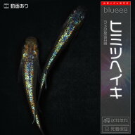 [ラメびっしり] ヒミツヘイキ 成魚 ペア 送料無料 ラメ メダカ 改良 めだか ブラックリム 成魚 販売 水槽…