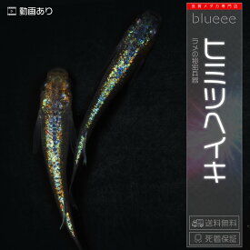 【送料無料】ヒミツヘイキ 成魚 ペア ラメ メダカ 改良 めだか ブラックリム 成魚 販売 水槽 初心者 品種 種類 人気 ビオトープ 鉢 餌 高級 生体