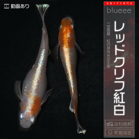 レッドクリフ紅白 成魚 1ペア〜4ペア 体外光 メダカ 改良 めだか キッシング ワイドフィン 成魚 販売 水槽 初心者 品種 種類 人気 ビオトープ 鉢 餌 高級 生体