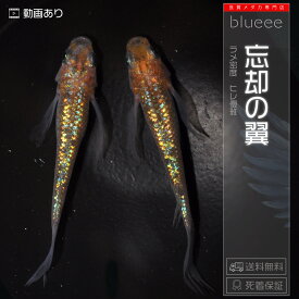 [+1]ペアおまけ中【送料無料】忘却の翼（ぼうきゃくのつばさ） 成魚 メダカ 改良 めだか ラメ 黄色 赤色 オーロラ 松井ヒレ長 販売 水槽 初心者 品種 種類 人気 ビオトープ 鉢 餌 高級 生体