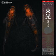 ブラックリム メダカ 来光 成魚 ペア めだか ペアセット セット 販売 送料無料 改良 めだか 赤 黒 かっこ…