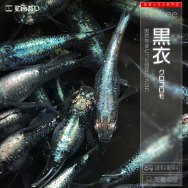【送料無料】黒衣（くろころも） 成魚 ペア 体外光 体内光 メダカ 改良 めだか 成魚 販売 水槽 初心者 品種 墨武 種類 人気 ビオトープ 鉢 餌 高級 生体