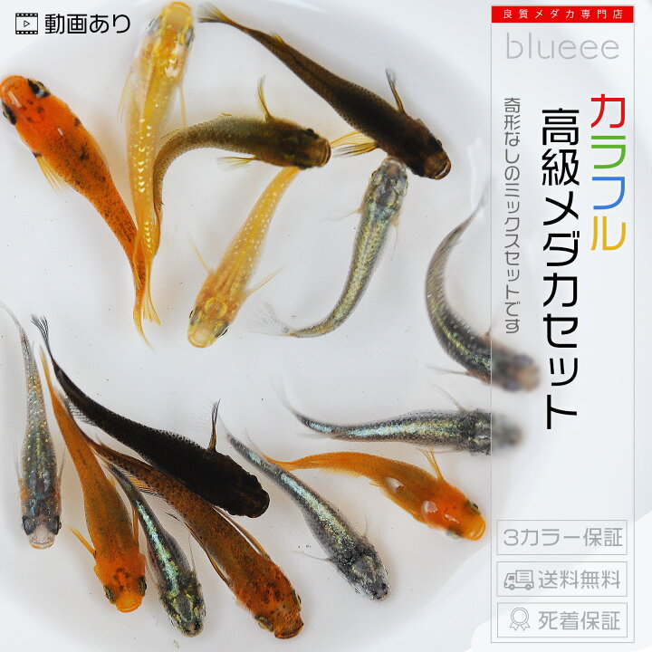 楽天市場】【送料無料】メダカ 販売 高級メダカ 高級 メダカ販売  