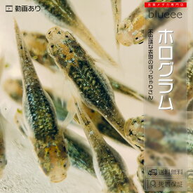 【送料無料】ホログラム 成魚 ペア 体外光 体内光 メダカ 改良 めだか 成魚 販売 水槽 初心者 品種 墨武 緑光 ゴジラ 種類 人気 ビオトープ 鉢 餌 高級 生体