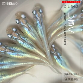 [+1]ペアおまけ中【送料無料】しずく 成魚 ペア 体外光 体内光 雫 シズク メダカ 改良 めだか 成魚 販売 水槽 初心者 品種 深海 ゴジラ 種類 人気 ビオトープ 鉢 餌 高級 生体