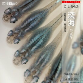 【送料無料】良血統 深海 成魚 ペア 体外光 体内光 雫 シズク メダカ 改良 めだか 成魚 販売 水槽 初心者 品種 深海 ゴジラ 種類 人気 ビオトープ 鉢 餌 高級 生体