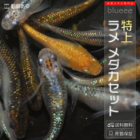 【送料無料】 訳あり メダカ 販売 高級メダカ 種類 メダカ販売 高級 ミックス ミックスメダカ めだか ペア めだか生体ペア ラメ メダカセット 10〜30匹 オスメスペア 品種 ビオトープ 生体 メダカミックス ラメ 高級メダカミックス めだか販売 メダカ通販