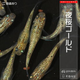 ペアおまけ中【送料無料】メダカ めだか ペアセット セット 販売 夜桜ゴールド 成魚 ペア 改良 めだか ラメ 販売 水槽 初心者 品種 種類 人気 ビオトープ 鉢 餌 高級 生体 【死着保証】販売 観賞魚 品種 室内 黄金 めだか 黄色 メダカ屋