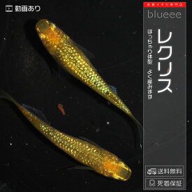 【送料無料】メダカ めだか ペアセット セット 販売 レクリス 成魚 ペア 改良 めだか ラメ 販売 水槽 初心者 品種 種類 人気 ビオトープ 鉢 餌 高級 生体 【死着保証】販売 観賞魚 品種 水槽 飼育 黄金 めだか 黄色 メダカ屋