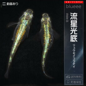 【送料無料】メダカ めだか ペアセット セット 販売 流星光底 成魚 ペア 改良 めだか 体内光 ゴジラ 緑光 販売 水槽 初心者 品種 種類 人気 ビオトープ 鉢 餌 高級 生体 【死着保証】販売 観賞魚 初心者 品種 人気 水槽 飼育 容器 室内 めだか メダカ屋