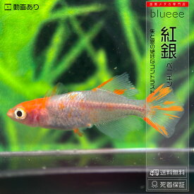 送料無料 メダカ めだか ペアセット セット 販売 紅銀 成魚 ペア 改良 めだか 光体型 赤色 朱色 販売 水槽 初心者 品種 種類 人気 ハイビスカス 鉢 餌 高級 生体 【死着保証】販売 観賞魚 初心者 品種 人気 水槽 飼育 室内 めだか メダカ屋 メダカ専門店
