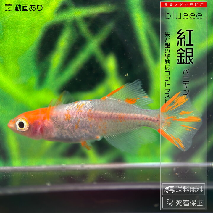 楽天市場】当店人気No1 紅銀 成魚 ペアセット セット 改良 メダカ 
