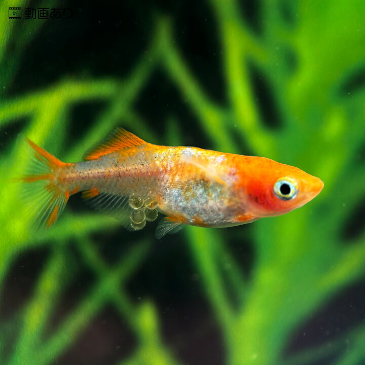 楽天市場】当店人気No1 紅銀 成魚 ペアセット セット 改良 メダカ 