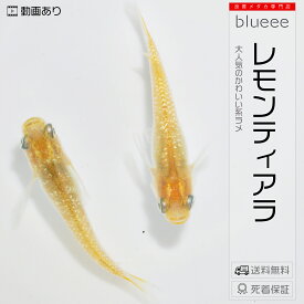 【送料無料】メダカ めだか ペアセット セット 販売 レモンティアラ 成魚 ペア 改良 めだか ラメ 販売 水槽 かわいい 可愛い 種類 人気 ビオトープ 鉢 餌 生体 【死着保証】販売 品種 人気 室内 黄金 めだか 黄色 メダカ屋 メダカ専門店