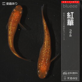 【送料無料】メダカ めだか ペアセット セット 販売 紅華 成魚 ペア 改良 めだか 赤 赤色 朱色 ラメ 販売 水槽 かわいい 可愛い 種類 人気 ビオトープ 鉢 餌 高級 生体 【死着保証】販売 観賞魚 品種 室内 めだか メダカ屋