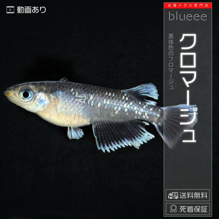楽天市場】クロマージュ メダカ 生体 めだか 高級メダカ ペアセット 