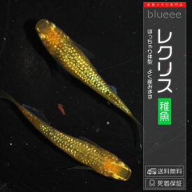 【送料無料】メダカ めだか セット 販売 レクリス 稚魚 改良 めだか ラメ 販売 水槽 初心者 品種 種類 人気 ビオトープ 鉢 餌 高級 生体 【死着保証】販売 観賞魚 品種 水槽 飼育 黄金 めだか 黄色 黄金 メダカ屋