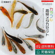 丈夫 元気 キレイ カラフル高級メダカ セット ミックス 10〜40匹 メダカ 販売 メダカ販売 種類 めだか 送…