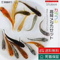 楽天市場】メダカ 1000匹の通販
