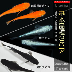 メダカ入門に最適！ 簡単飼育ガイド付 ★元気なメダカ3種類3ペアセット★ 死着保証付 楊貴妃1ペア 幹之1ペア オロチ1ペア メダカ 成魚 ペア めだか セット 販売 送料無料 改良 めだか 入門 初心者 ビオトープ 鉢 餌 高級 生体 観賞魚 品種