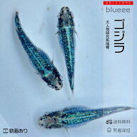 まるで ゴジラ 1ペア〜4ペア人気品種 メダカ 成魚 ペア めだか ペアセット セット 販売 送料無料 改良 黒…