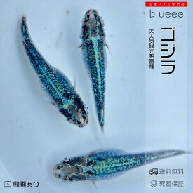まるで ゴジラ 1ペア〜4ペア人気品種 メダカ 成魚 ペア めだか ペアセット セット 販売 送料無料 改良 黒衣 墨武 めだか 緑 青 かっこいい 墨武 黒衣 可愛い 種類 ビオトープ 鉢 餌 高級 生体 死着保証 水槽 小型水槽 淡水魚 観賞魚