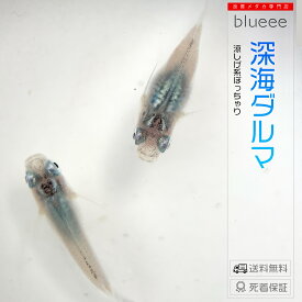 深海ダルマ 1ペア(♂1 ♀1) 繁殖セット 超絶かわいい コロコロ メダカ 成魚 ペア めだか ペアセット セット 販売 送料無料 改良 めだか 体内光 青 可愛い 種類 ビオトープ 鉢 餌 高級 生体 死着保証 水槽 小型水槽 淡水魚 観賞魚 品種