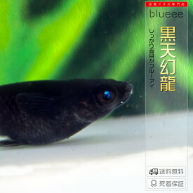 黒天幻龍(両目ブルーアイ) 1ペア 〜 4ペア メダカ 成魚 ペア めだか ペアセット セット 販売 送料無料 改良 めだか 青目 アースアイ 黒 種類 ビオトープ 鉢 餌 高級 生体 死着保証 水槽 小型水槽 ソイル ライト 淡水魚 観賞魚 品種