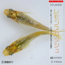 楽天市場】めだか レモンの通販