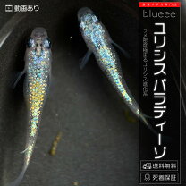 楽天市場】オーロラ めだかの通販