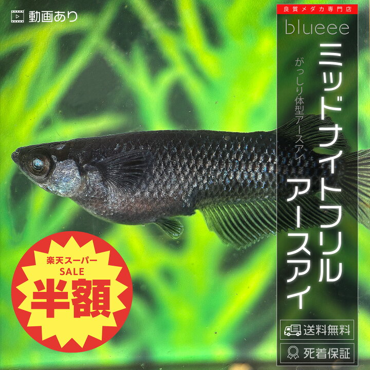 楽天市場】ミッドナイトフリルアースアイ 成魚 ペア めだか ペアセット 