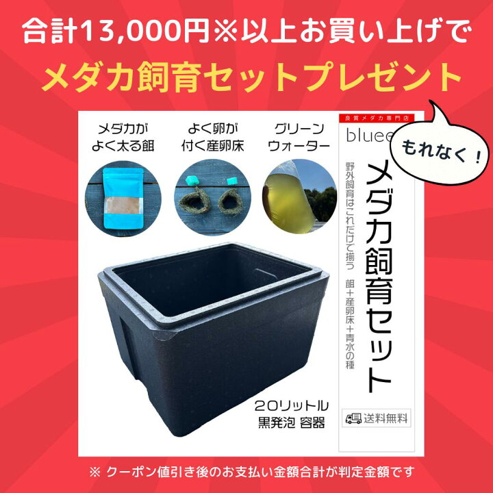楽天市場】丈夫 元気 キレイ カラフル高級メダカ セット ミックス 10 