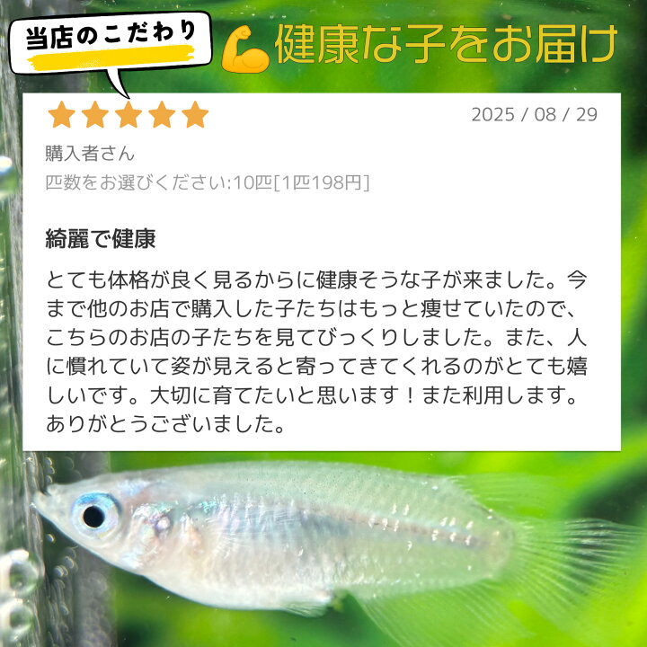 楽天市場】丈夫 元気 キレイ カラフル高級メダカ セット ミックス 10 