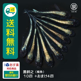 黒幹之 稚魚 10匹+おまけ補償4匹 送料無料 卵 水槽 メダカ生体 めだか生体 めだか メダカ 生体 ラメ 販売 観賞魚 販売生体 品種 種類 セット 人気 水草 メダカ卵 容器